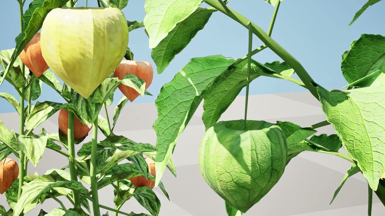Pianta vegetale Physalis s Modello 3D