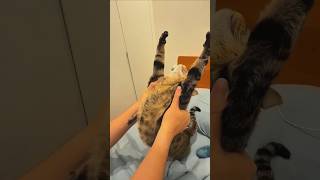 猫にしてあげるマッサージ