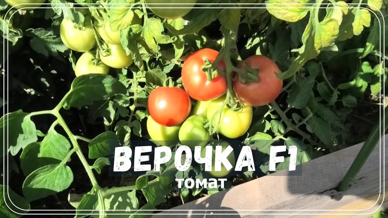 ???? Томат ВЕРОЧКА F1