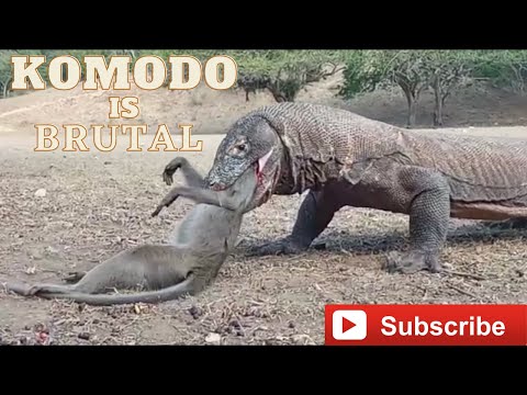 Komodo Dragon Cruelly Swallowed Monkey Alive