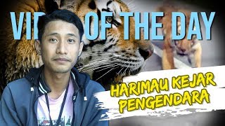 VIRAL OF THE DAY: Seekor Macan Keluar Hutan Mengejar Pengendara Motor