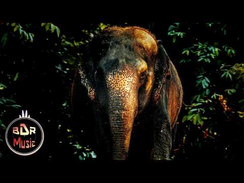 💚 EDM MUSIC #2 💚 BDR - NO COPYRIGHT MUSIC! (Money - Avaare ft. Sphud)