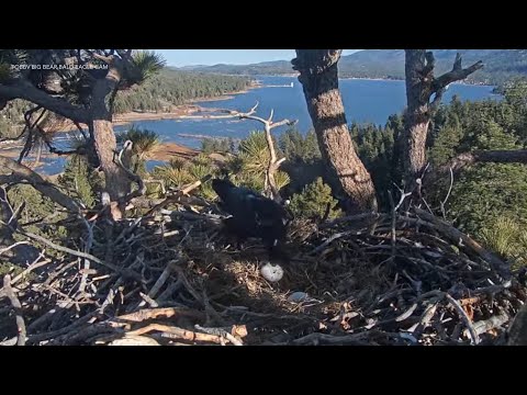 Eagle Nest Tragedy: Ravens raid Big Bear bald eagle eggs