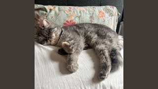 Cover art for what is blessing my ears rn 😭