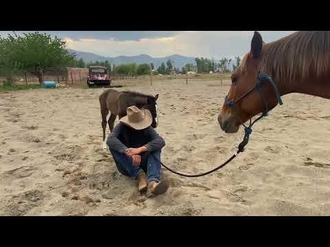 feral foal meets freckles - Camilleshorsemanship