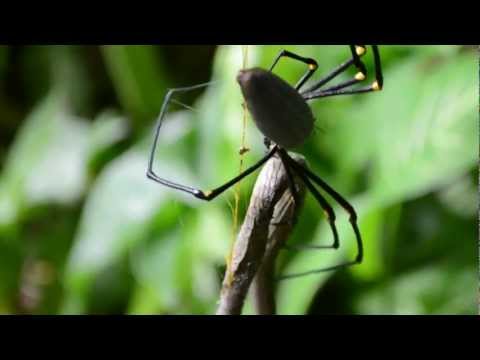 Cette araignée mange un serpent !