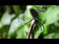 Cairns Spider Eats Snake (HD) 