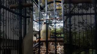 Download lagu cigun ngamuk suara ori.  ampuh buat pancingan cigun malas mp3