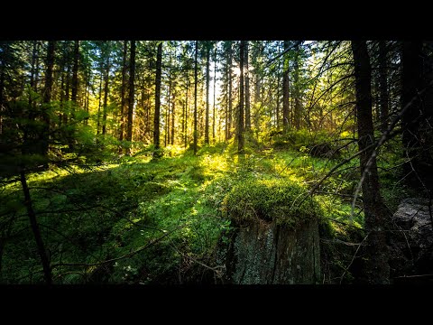 Slik finner du sopp i skogen