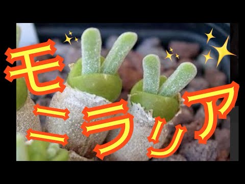 園芸 ラケットサボテン、ウサギの耳