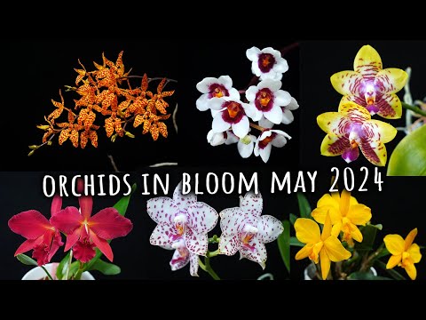 Orchids in Bloom May 2024 - Part 1 - the OTHERS 🤭