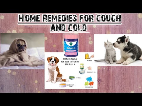 Home Remedies for Cough and Cold for Dog and Cat||#Dogscough #love4bezubaan. #Dogcold. #dogblocknose