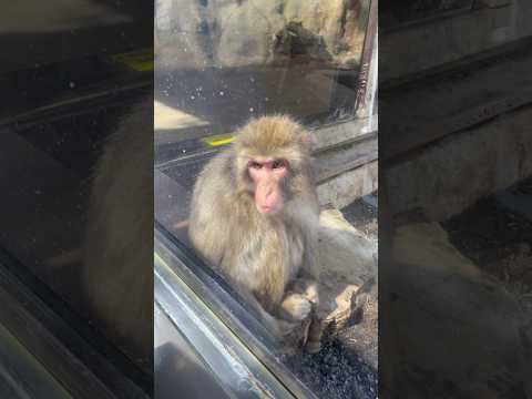 アルナーチャル サルについて詳しく解説