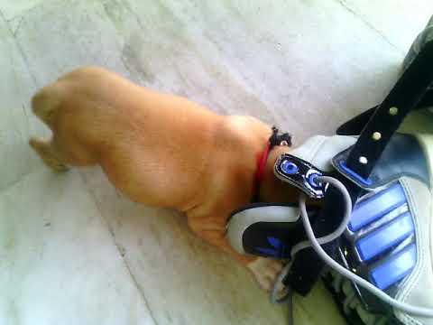 cute pitbull puppy dog