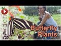 Building A Butterfly Garden - Planting the Native Butterfly Plants - Part 2