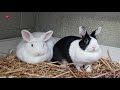 Snowey en Oreo zoeken een dak boven hun hoofd