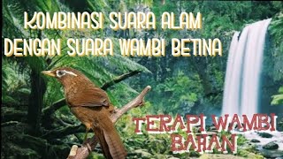 Download lagu pancingan wambi bahan dengan kombinasi suara alam dan suara wambi betina. mp3