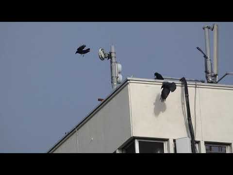 Carrion Crows playing in an updraught