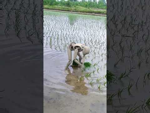 Immersive video of robots planting rice with original soundtrack! -Robots in rural China