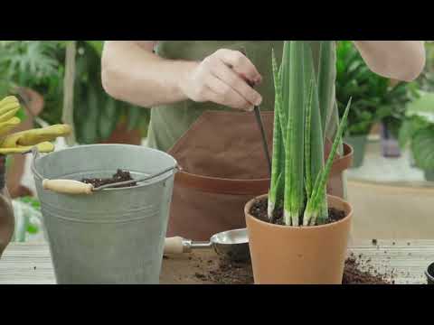 Bogenhanf (Sansevieria cylindrica) pflege