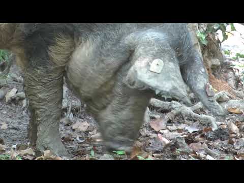 MANGULICA kao BREND SRBIJE