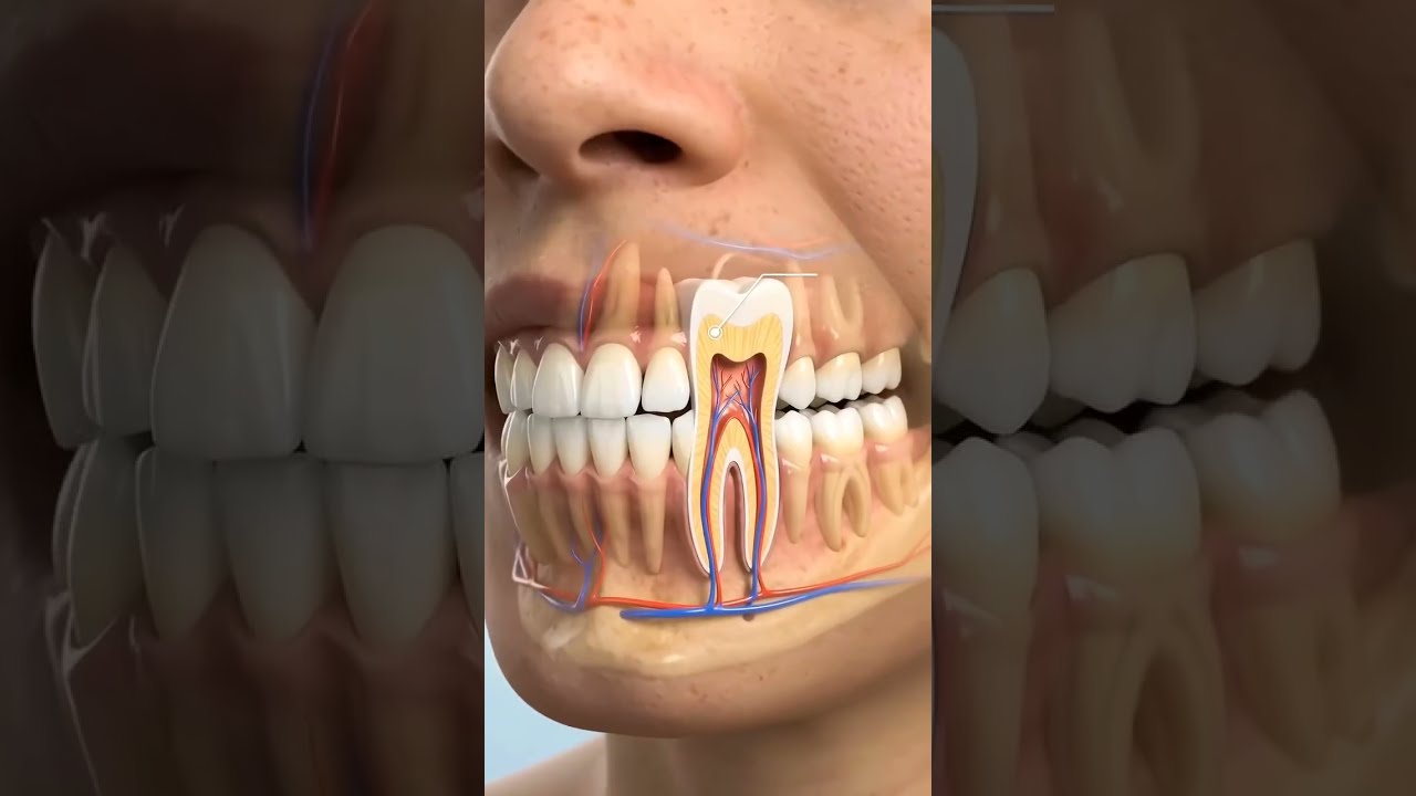How Your Teeth Break Down Food  Incisors vs Molars Explained   Bolus Formation