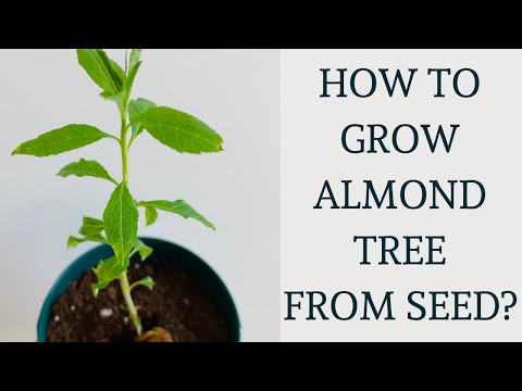 How to grow Almond Tree from seed?