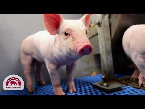 Sano Agarar Institut: Ishrana prasadi, krmača i tov svinja sa visokim dnevnim prirastom