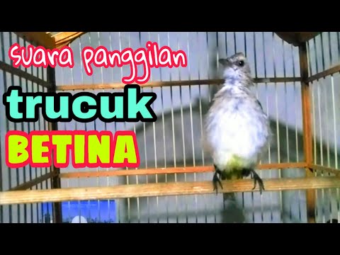 download lagu mp3 mp4 Suara Trucukan Betina, download lagu Suara Trucukan Betina gratis, unduh video klip Download Suara Trucukan Betina Mp3 dan Mp4 320kbps Gratis