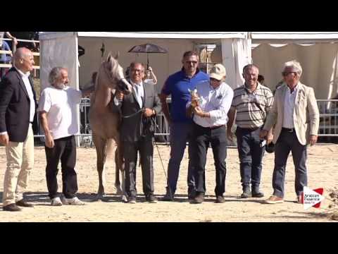 Silver Ch. -N.4 RADEGONDA BY TRESCA - Bergamo 2015 - Yearling Fillies Championship (Class 14)