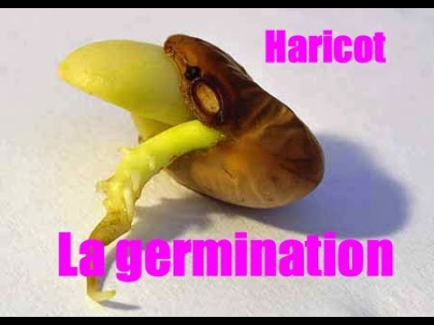 La germination du haricot