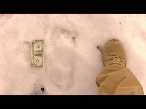 Bigfoot tracks found on hike.