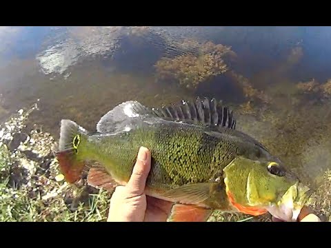 Ultimate Florida Peacock Bass Fishing on the Fly
