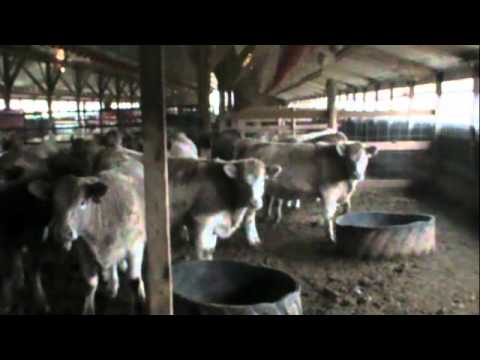 Lot 10-Baker Brothers (Heifers-775)