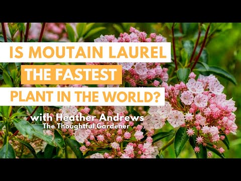 Mountain Laurel: Unveiling the World's Fastest Plant! MUST WATCH!!
