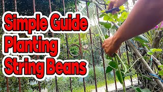 Easy planting of String/Pole Beans from seeds to harvest in pot