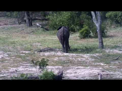 Djuma: Lone Elephant - 15:24 - 12/05/2022