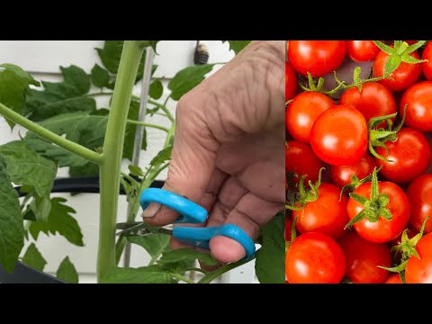 , title : 'Beskjæring av tomatplante. Del 4: «Dyrk tomater selv»'