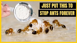 How To Get Rid Of Ants With Borax (Cheap and Effective Methods)
