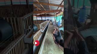 Download lagu System kandang bebek petelur yang ideal - Model kandang kering dapat mengurangi tingkat stres bebek. mp3