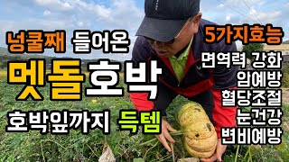 넝쿨째 굴러 들어온 멧돌호박 / 호박잎까지 득템 / 호박의 5가지 효능 - 면연력강화, 암예방, 혈당조절, …