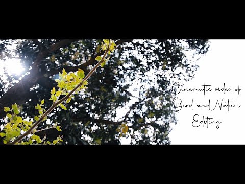 Devang - Cinematic video of Bird and Nature Editing