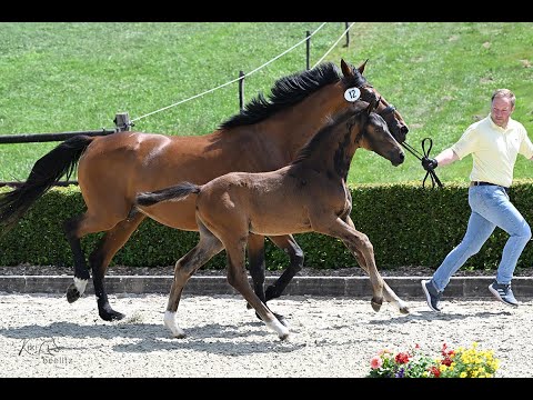 Hof Brüning - Captain Usha Z. Codex Diaz - Cornet de Lys - Kannan, Colt, born 2025