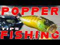 Topwater Poppers Everything You Need To Know Beginner To Advanced