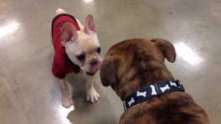 Hey frenchie don&#39;t try to bully the BULLY