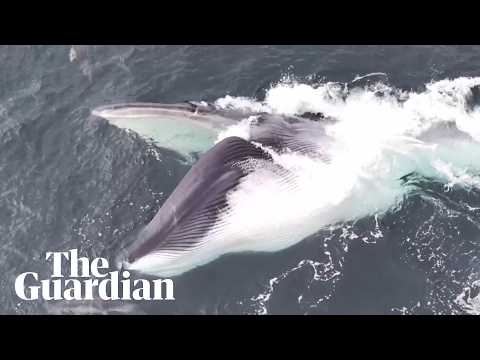 Удивительные морские гиганты