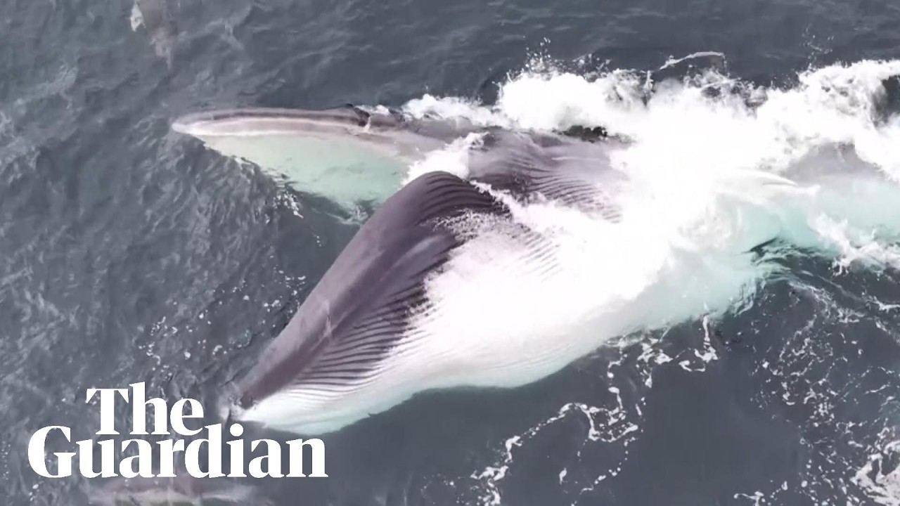 Whale in Wales: amateur photographer captures stunning footage - YouTube