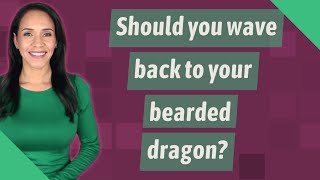Should you wave back to your bearded dragon?