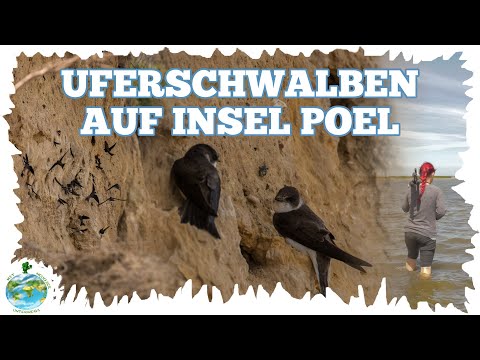Das Schicksal der Uferschwalben - Wanderung auf Insel Poel