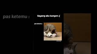 Download lagu kucing kawin mp3 Download lagu kucing kawin mp3